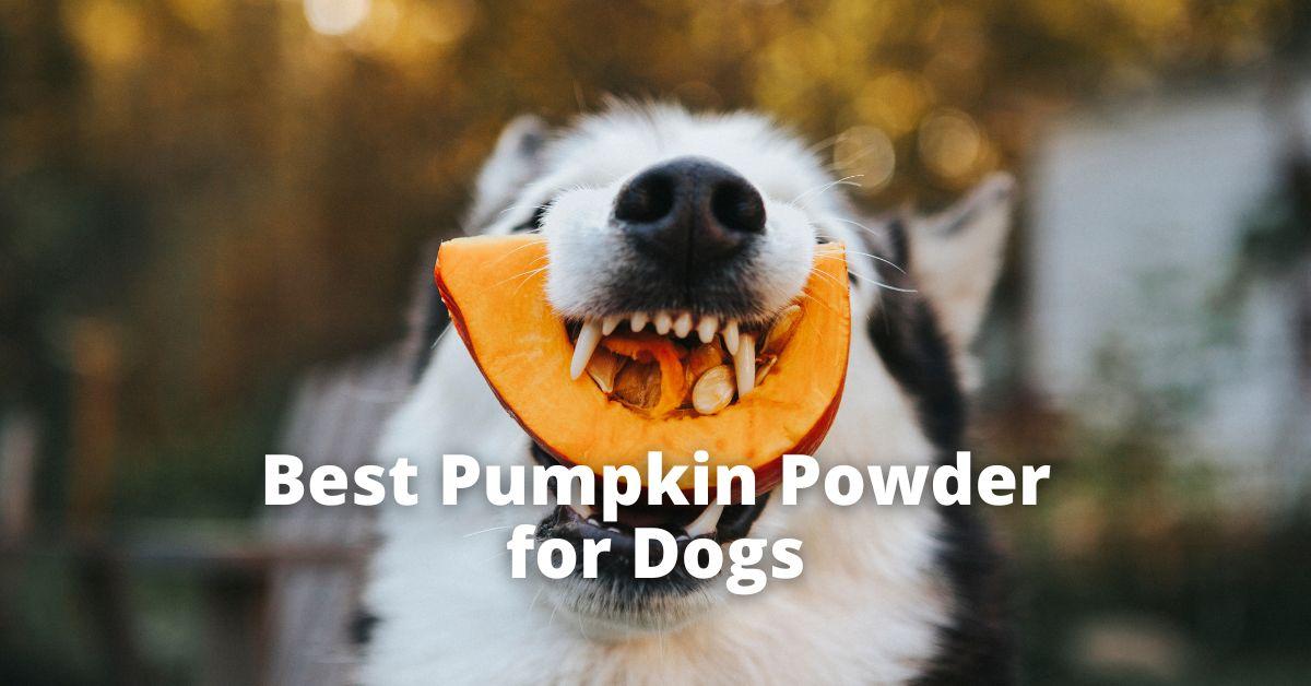 Best Pumpkin Powder for Dogs Buyer's Guide