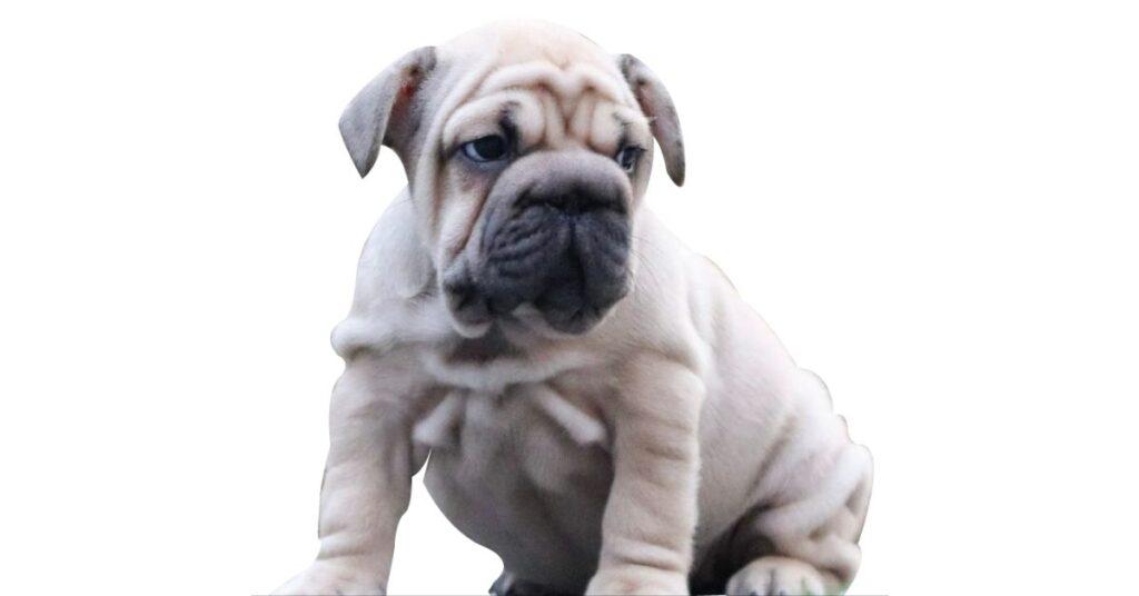 Big Rope French Bulldogs 7 LesserKnown Secrets