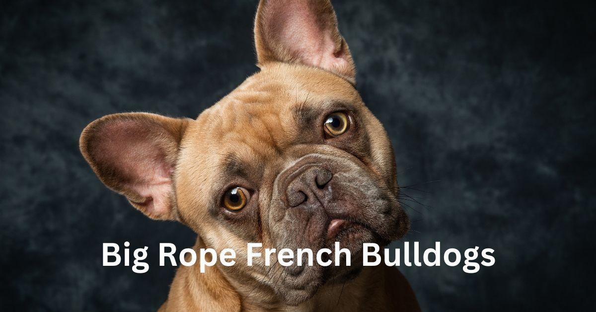 Big Rope French Bulldogs 7 LesserKnown Secrets