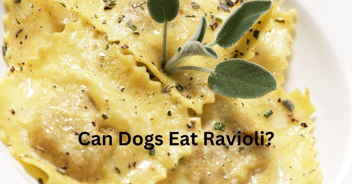 Can Dogs Eat Ravioli? Is there any Better Alternative?