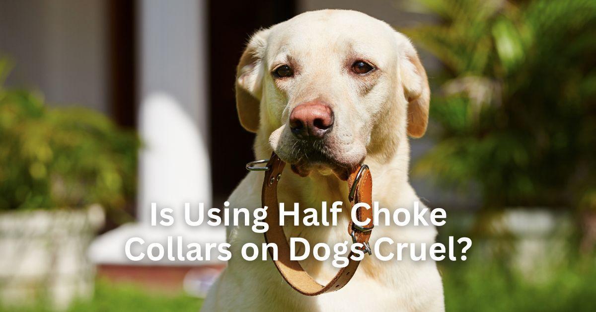 Is Using Half Choke Collars on Dogs Cruel?