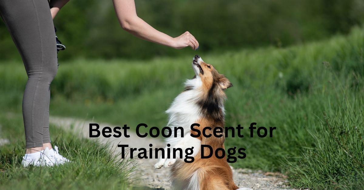 Best Coon Scent for Training Dogs