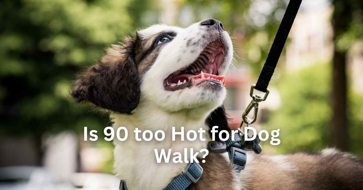 Is 90 too Hot for Dog Walk?