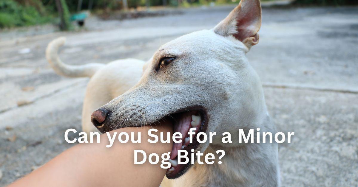 Can you Sue for a Minor Dog Bite?