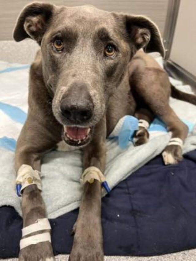 Blue Lacy Dog Survives Gunshot Wound to Stomach Spaniel Dogs