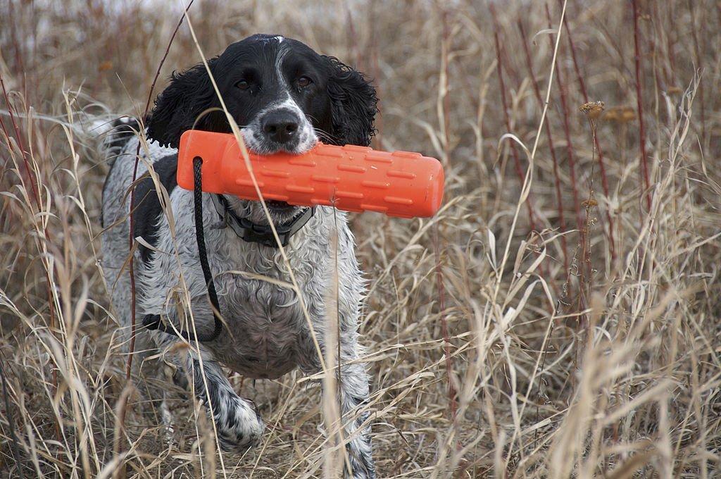 Springer Spaniel Training to Hunt Proven Strategies