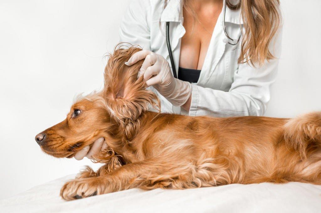 Why Ear Cleaning is Important for Spaniels?