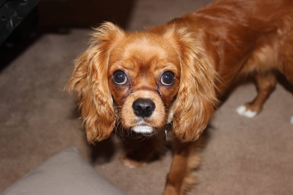 Are Cavalier King Charles Spaniels Clever? spanielking