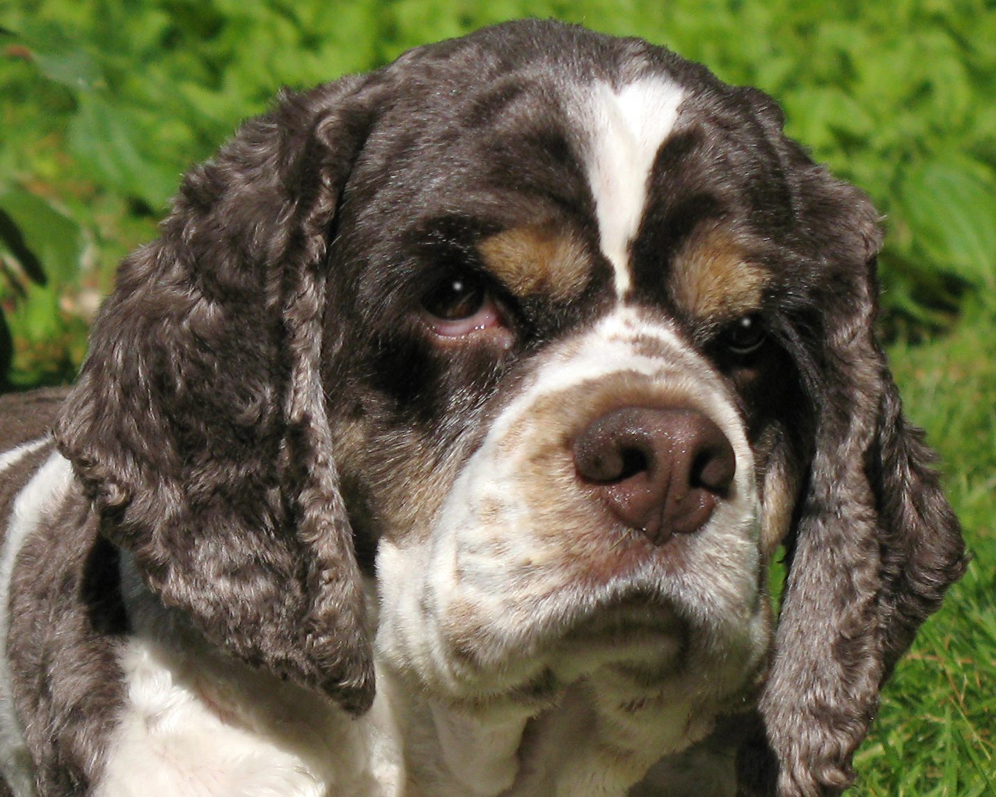 7 Things about American Cocker Spaniels [Facts] spanielking