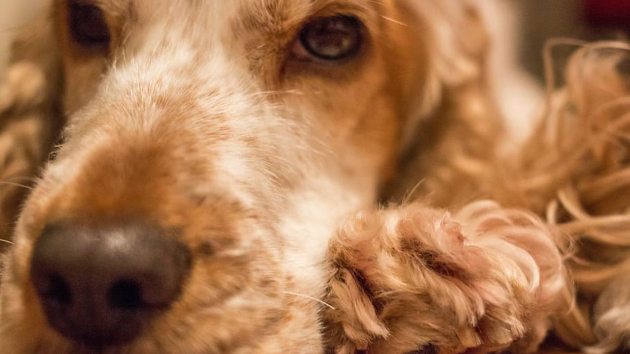 Are Cocker Spaniel The Most Intelligent Dogs