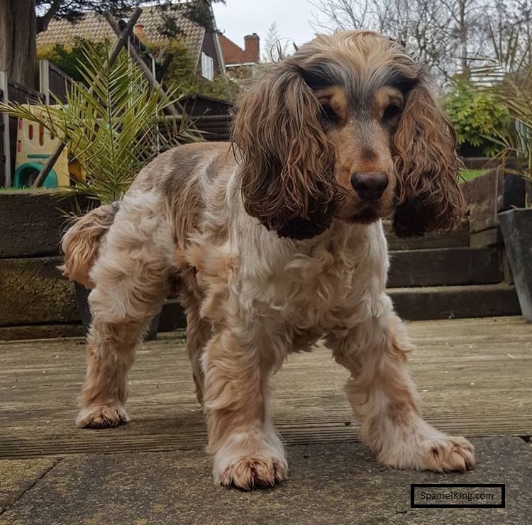 Sable Cocker Spaniels [Quick Facts] spanielking