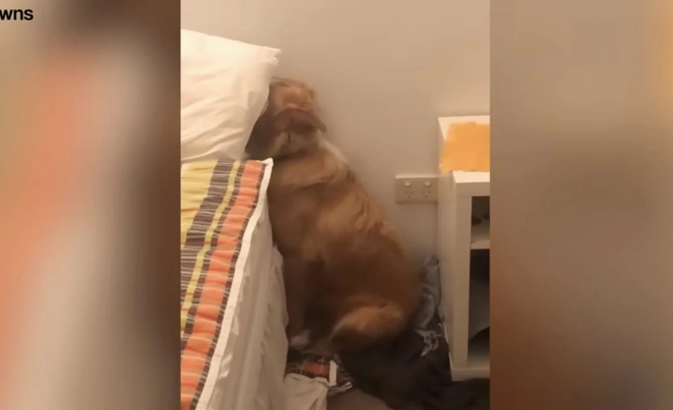 The Hilarious Moment a Dog Refuses to Look at Mom While Being Scolded