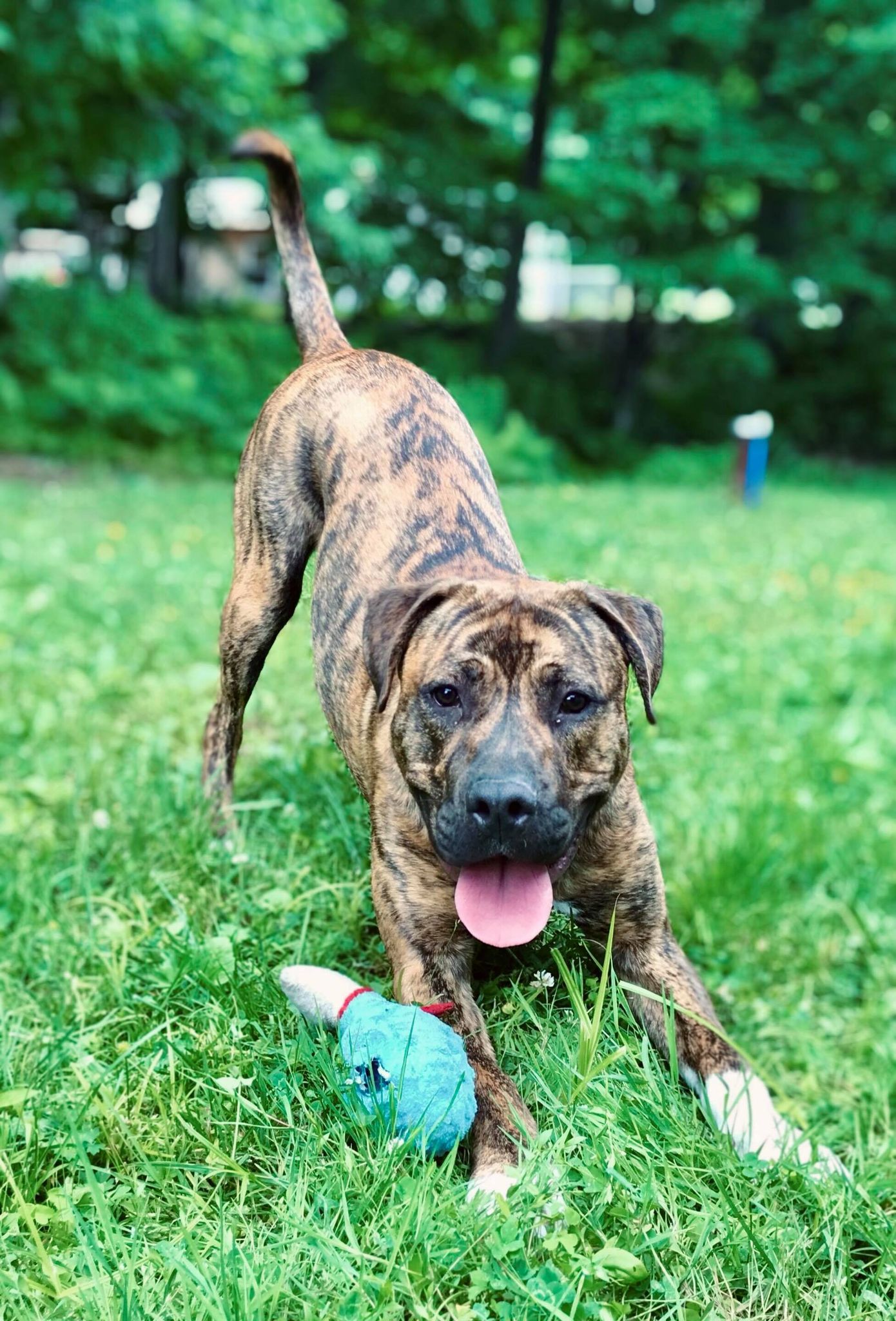 Chien Cane Corso X Boxer X Labrador pour adoption Rocky SPA Régionale