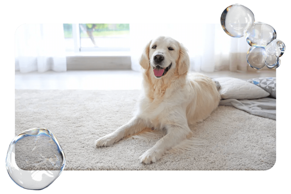 How to keep carpets smelling fresh