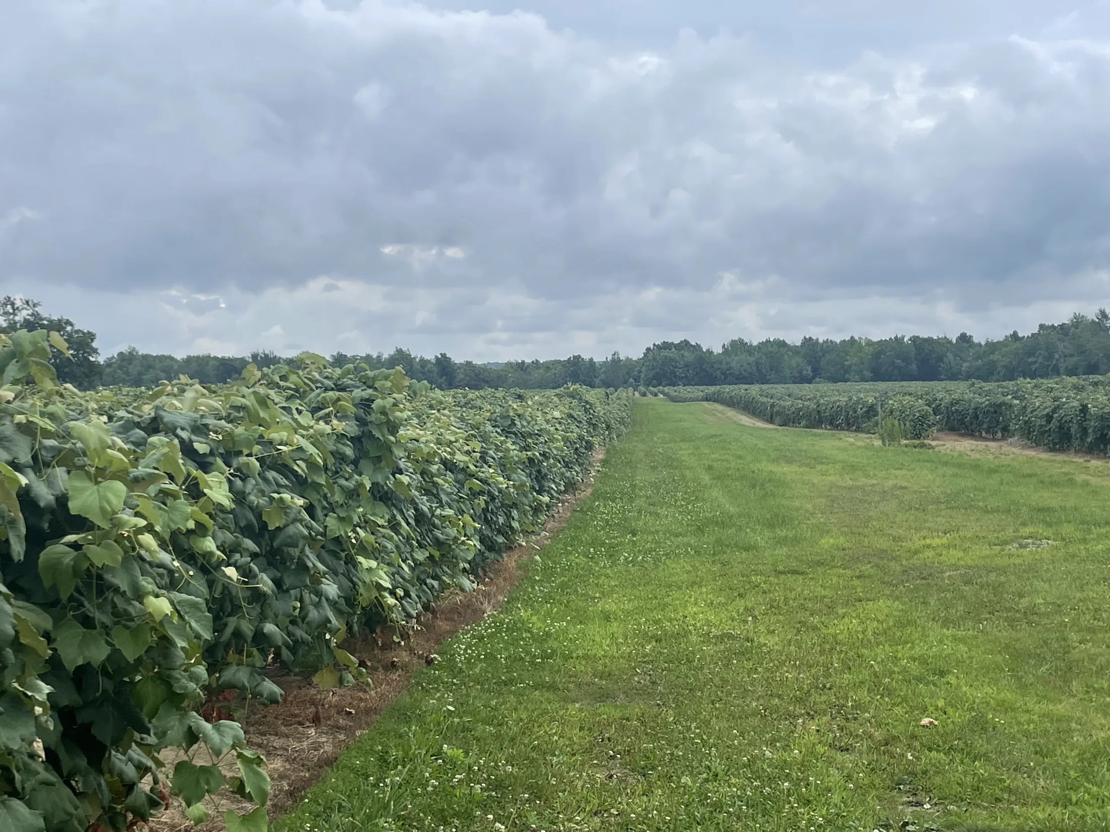 Sparkling Ponds Winery Ripley, New York