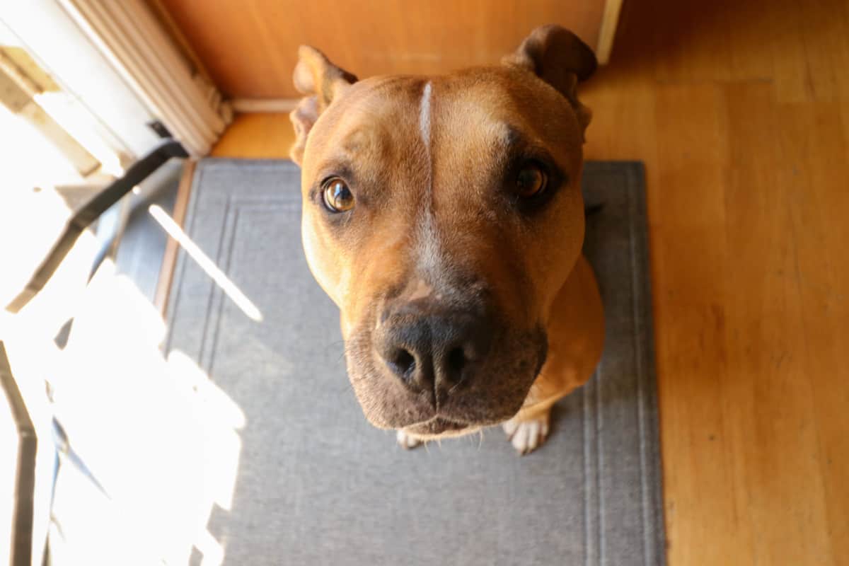 What did I learn from my dog training apprenticeship? SparkyGo