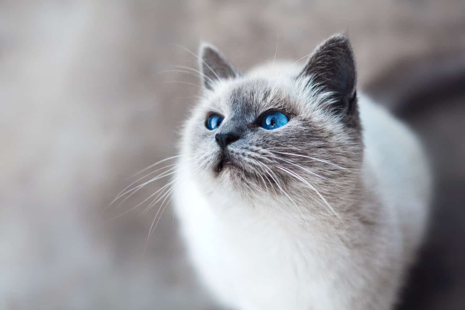 Quiz What cat breed are you? SparkyGo