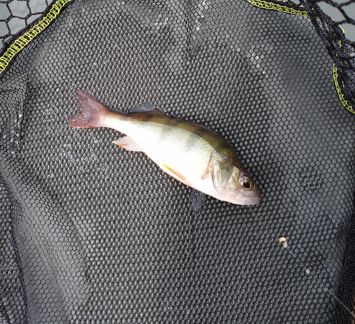 30 Days Wild 2021 Day 14 Ponds/Lakes Perch Sparrowhawk Bushcraft