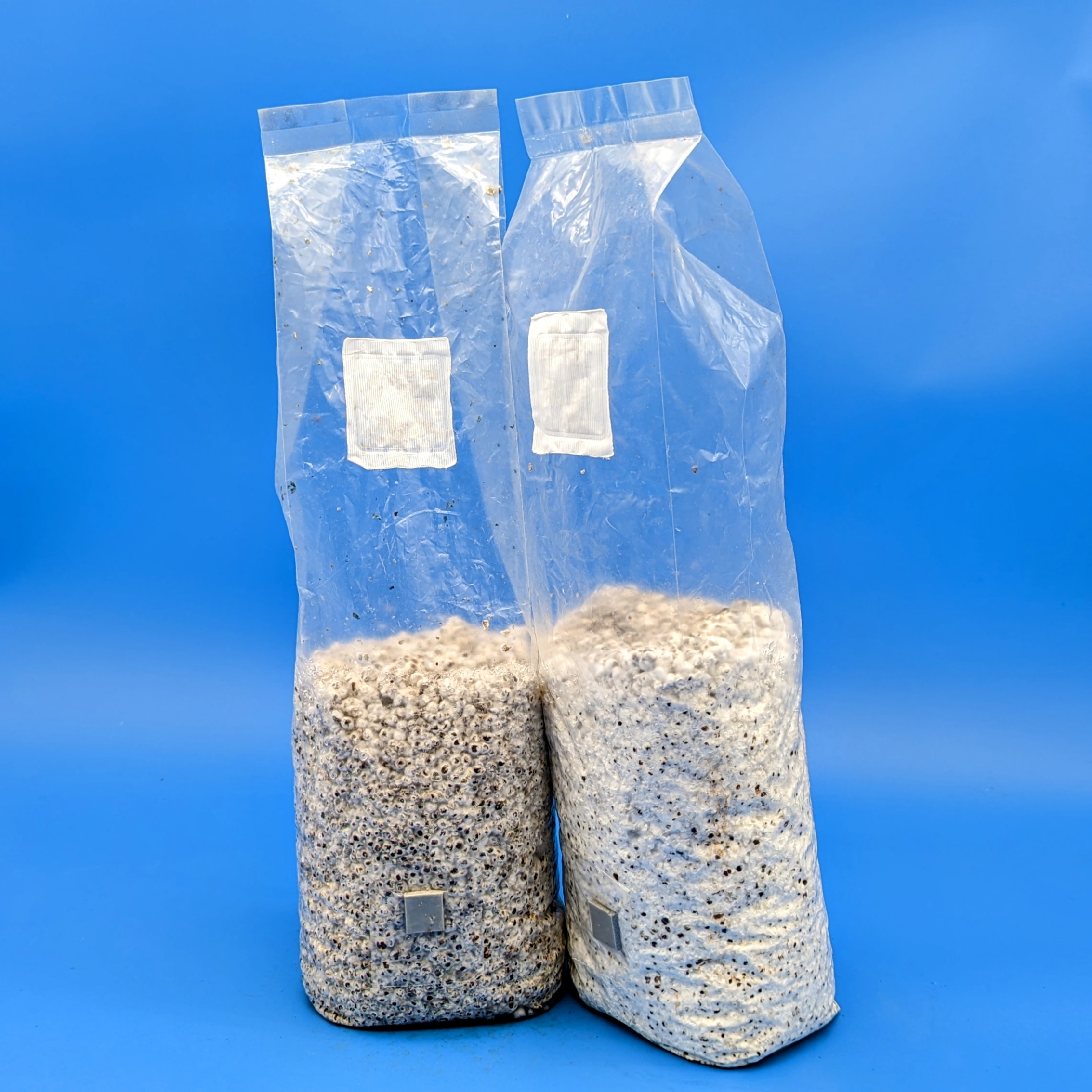 Grain Spawn Spawn Magic