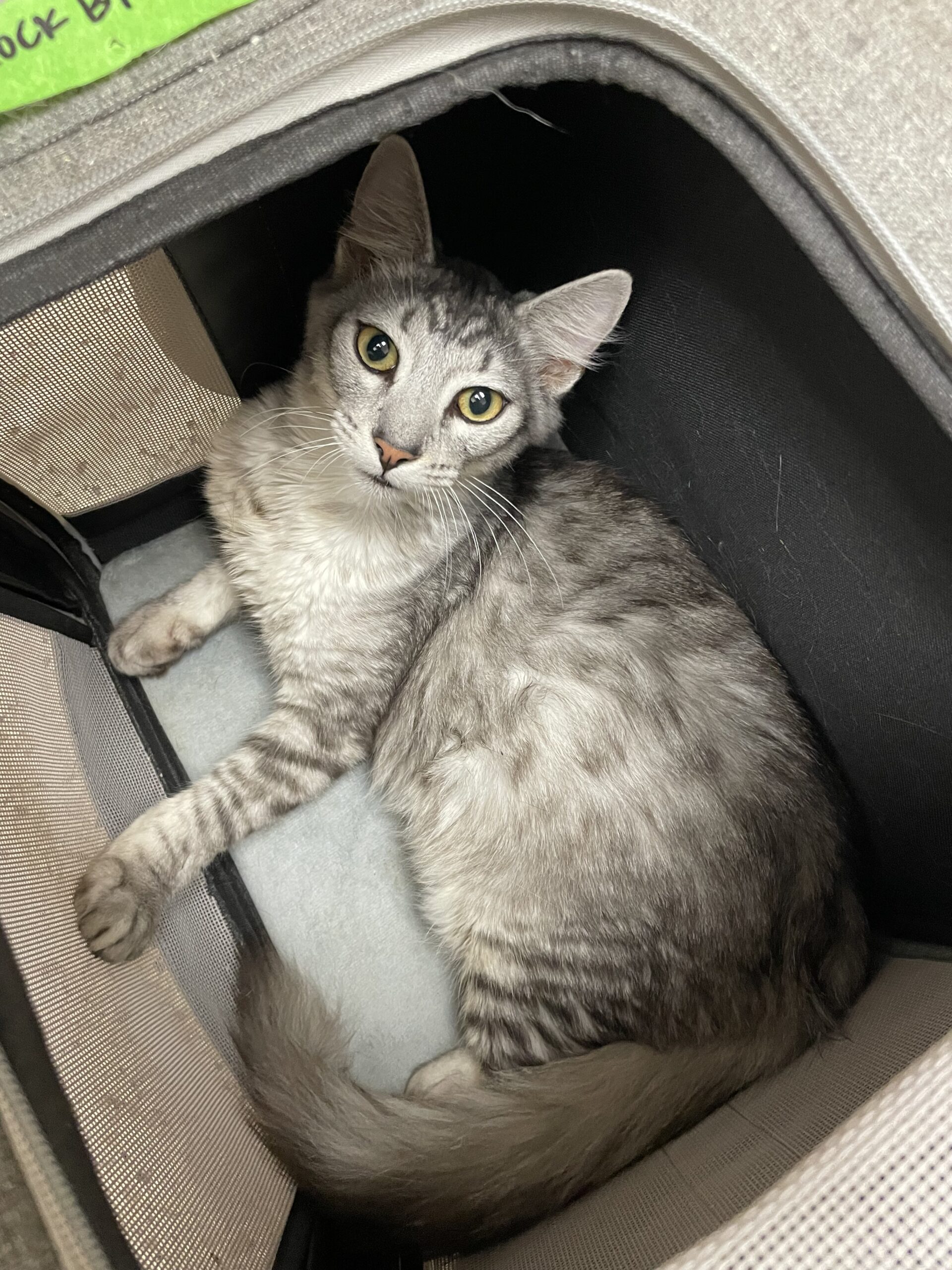 Happy Tails How spay/neuter services helped one woman care for