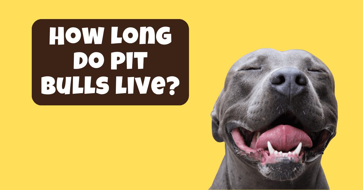 How Long Do Pit Bulls Live? Ultimate Guide About Pit bulls
