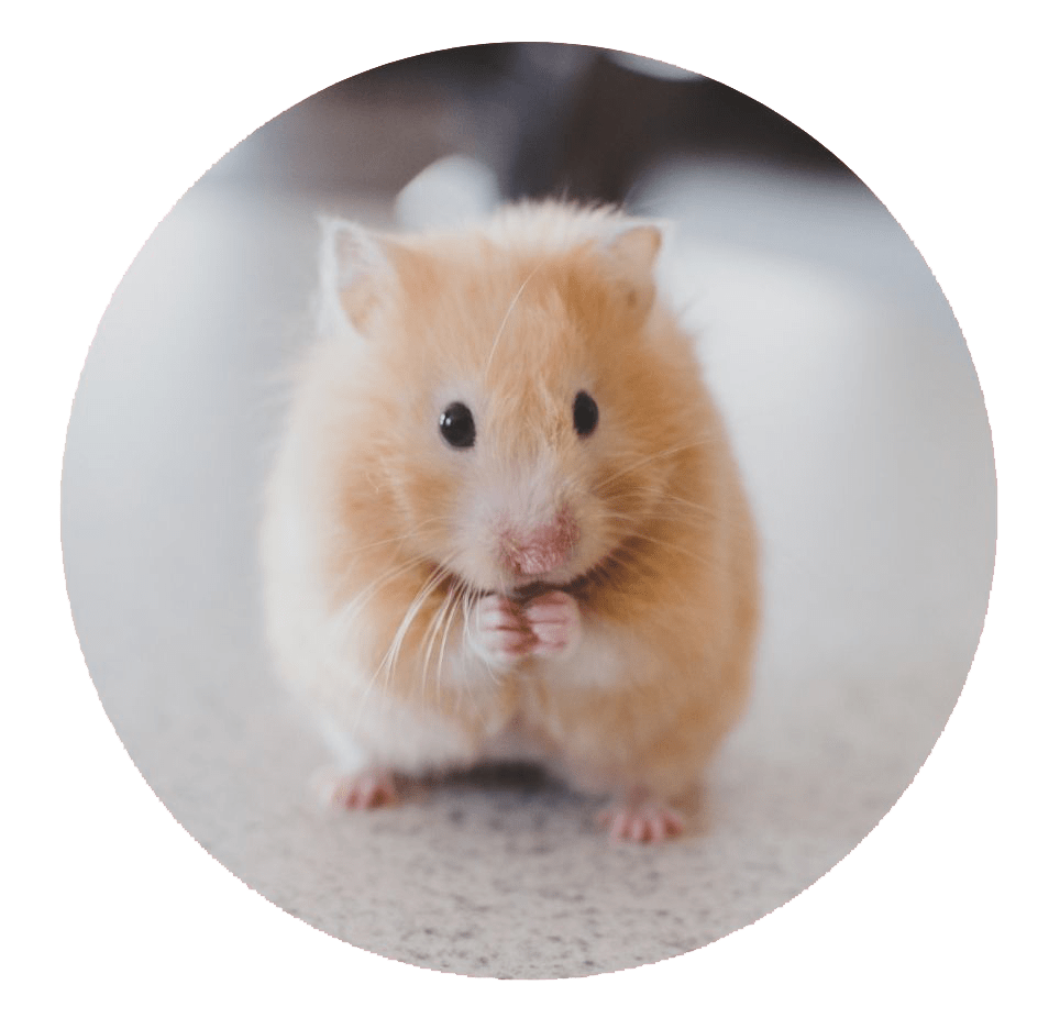 Keeping Pets in an Apartment SPCA Penang