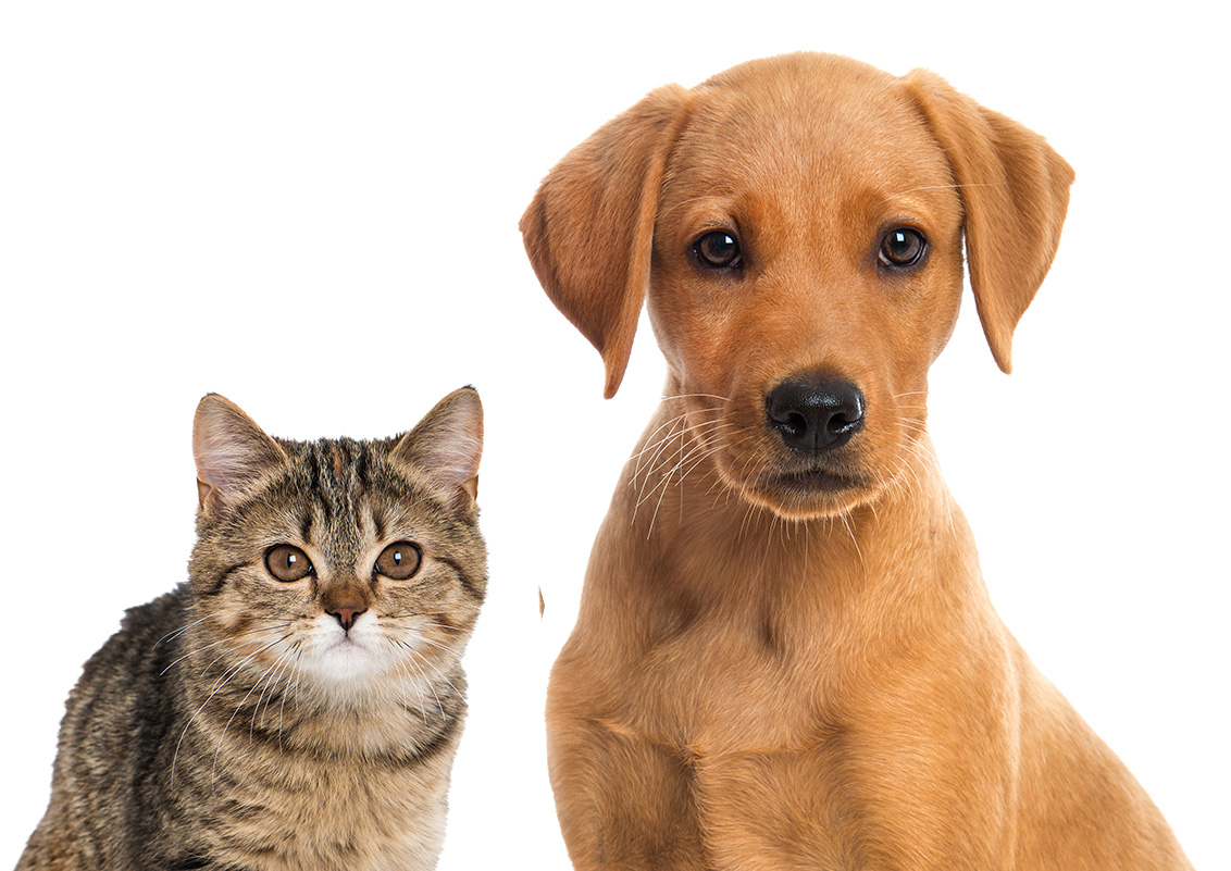 SPCA Penang Temporary Shelter for Dogs & Cats