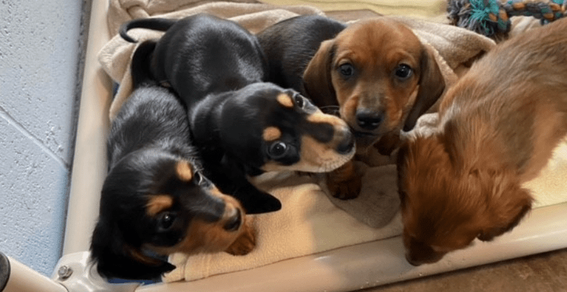 Bc Spca Removes 38 Neglected Dogs From Kamloops-Area Breeder - Bc Spca