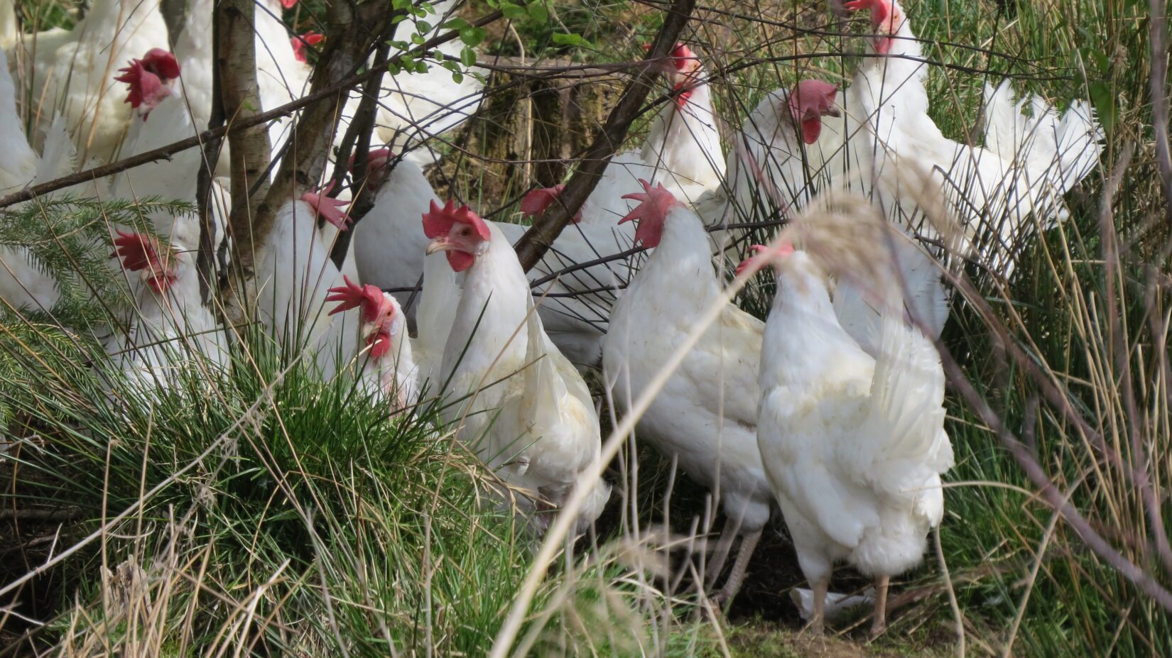 Chicken production in Canada Broiler chickens Meat chickens