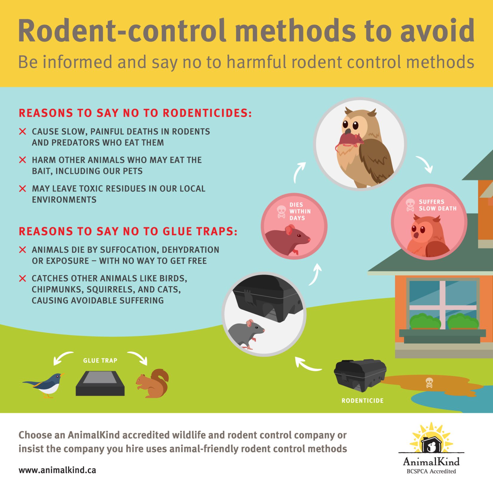 Rodenticides BC SPCA