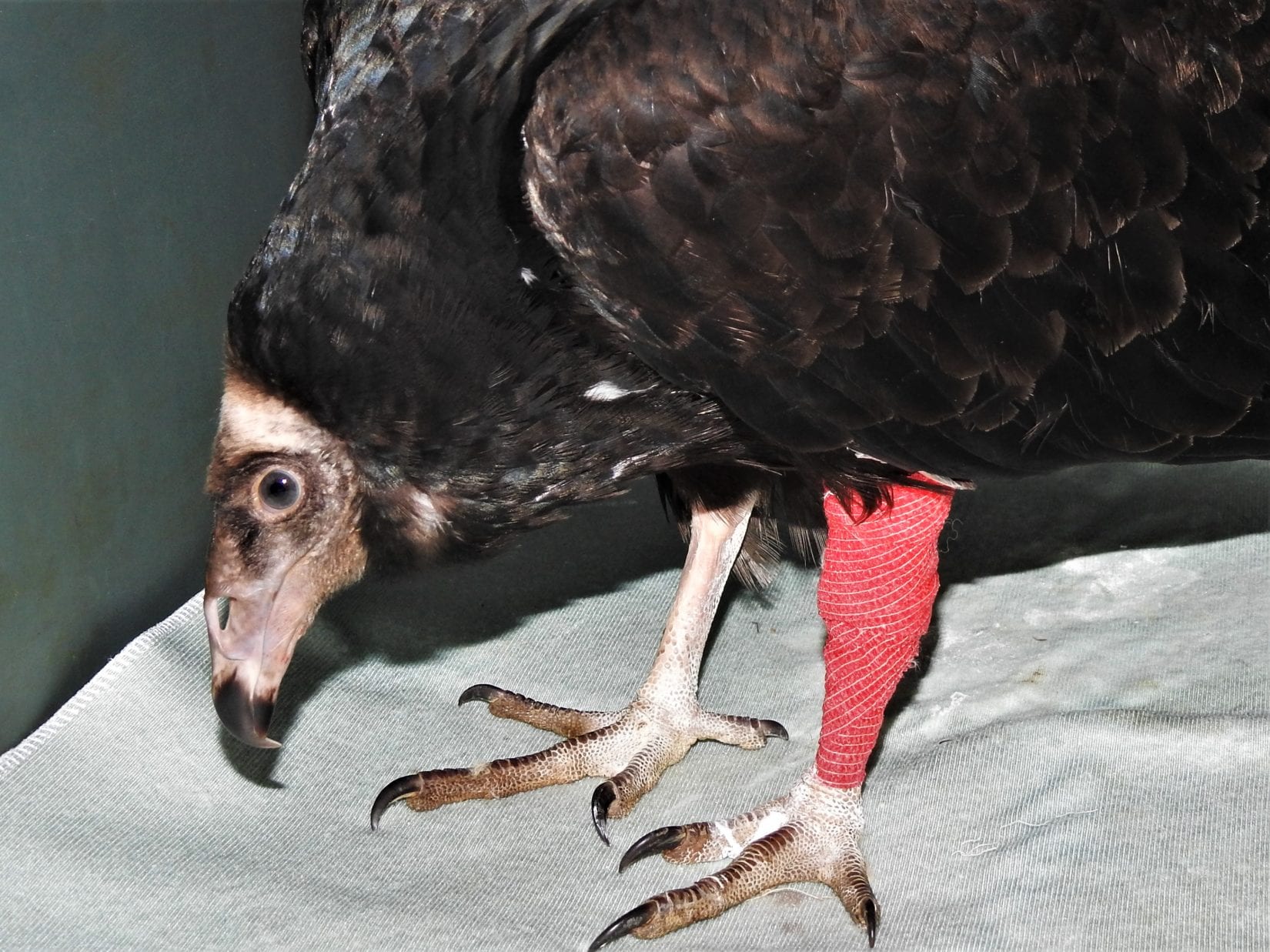 Twirling Turkey vultures win the hearts of staff at Wild ARC