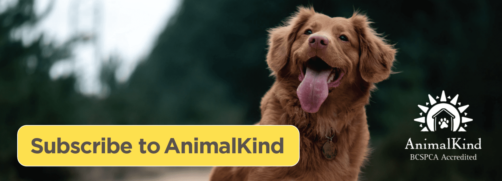 Housetraining your dog