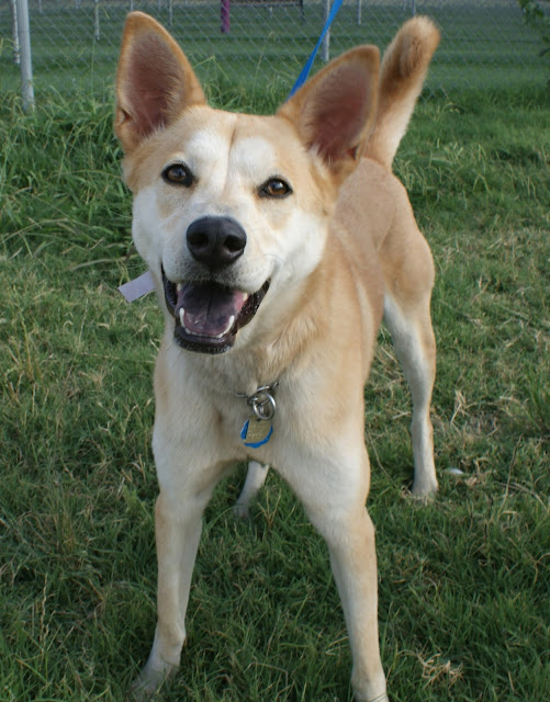 SPCA of Texas Help! My Dog Won't Stop Barking! SPCA of Texas