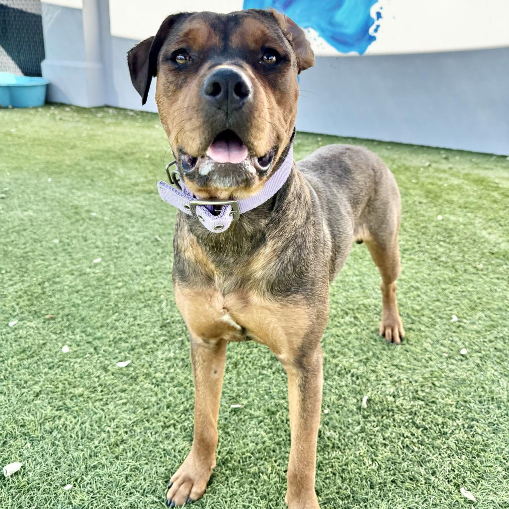 SPCA of Texas United for the Pets—North Texas Animal Shelters and