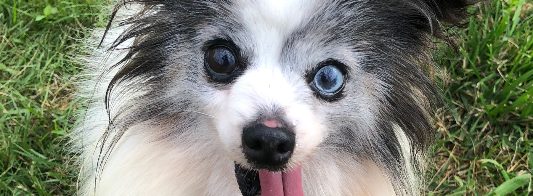 SPCA Serving Allegany County