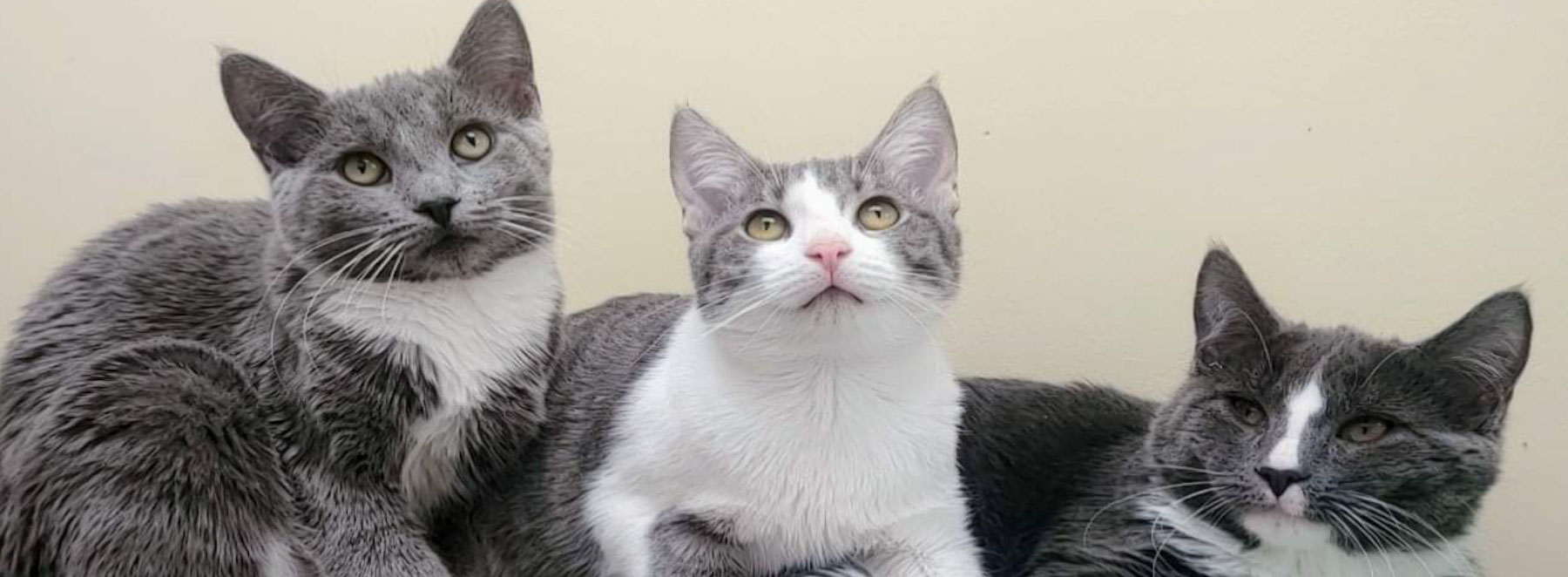 SPCA Serving Allegany County