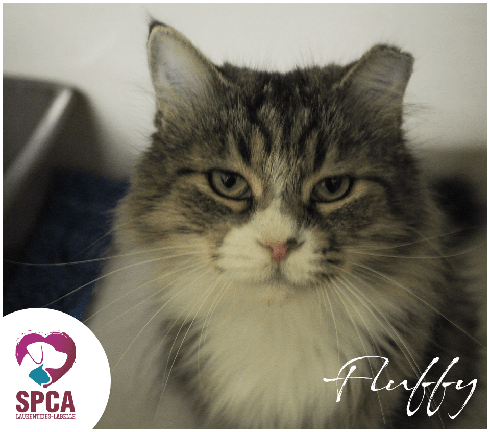SPCA LaurentidesLabelle Chats en adoption