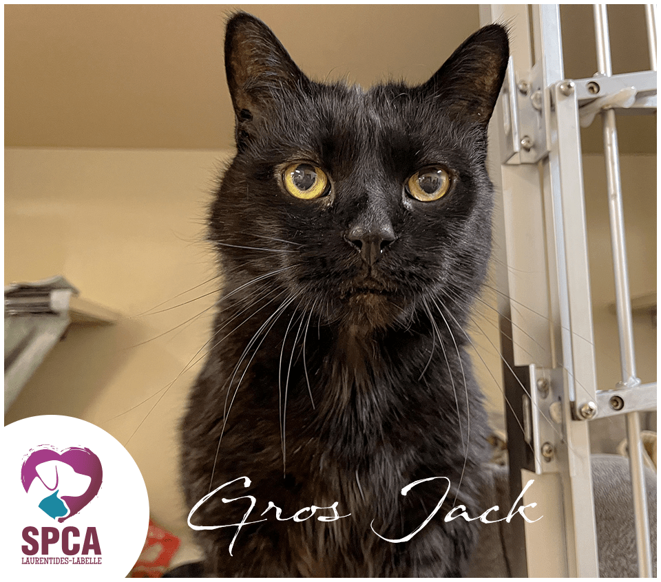 SPCA LaurentidesLabelle Accueil