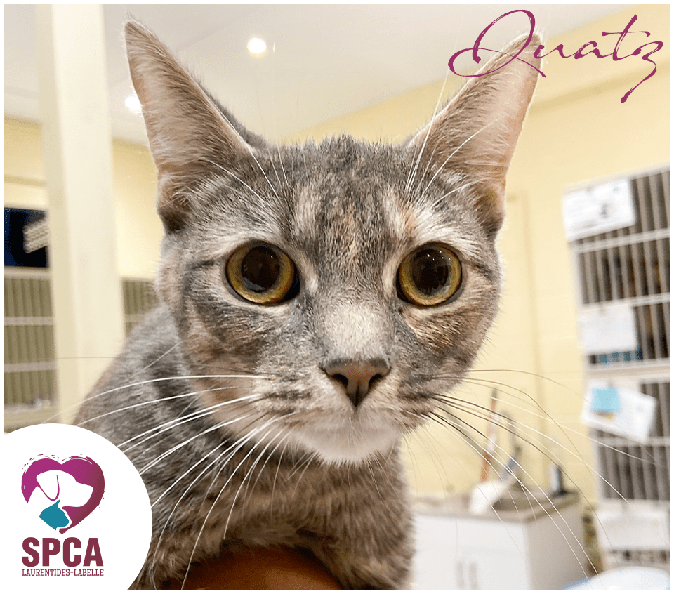 SPCA LaurentidesLabelle Accueil