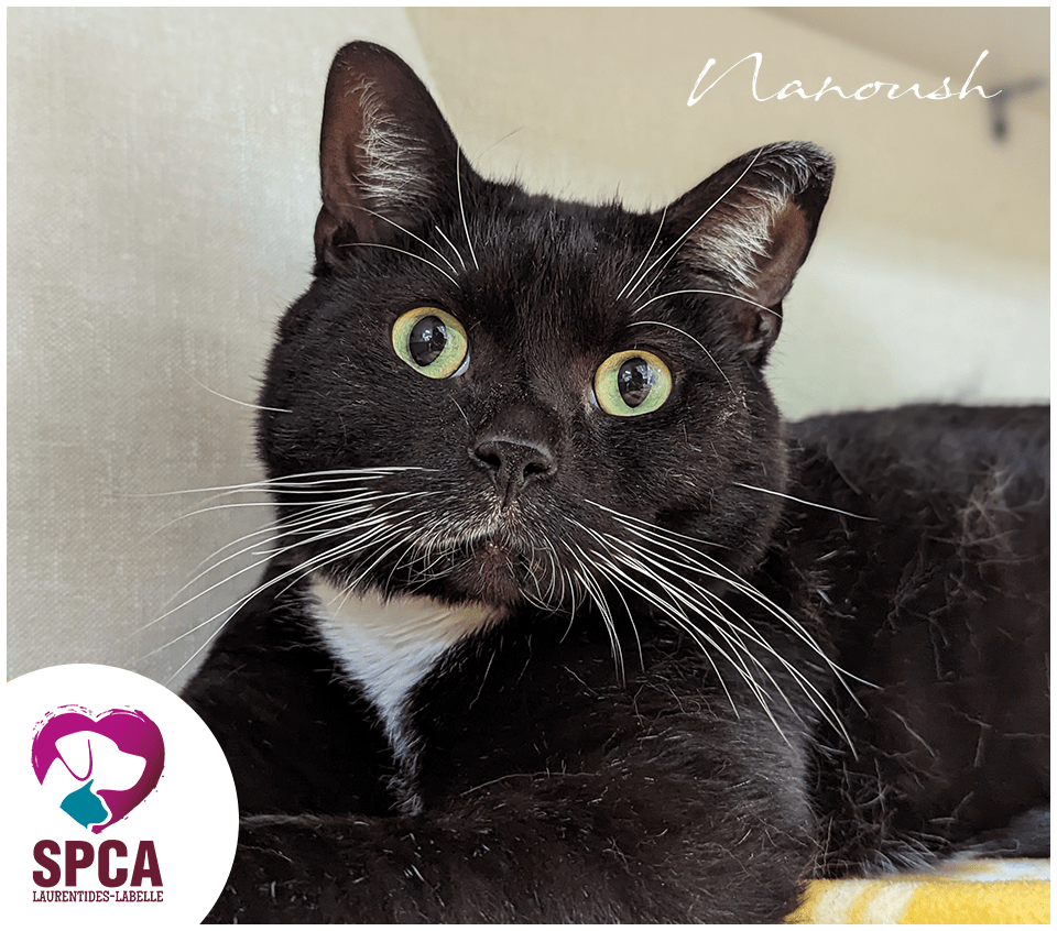 SPCA LaurentidesLabelle Chats en adoption