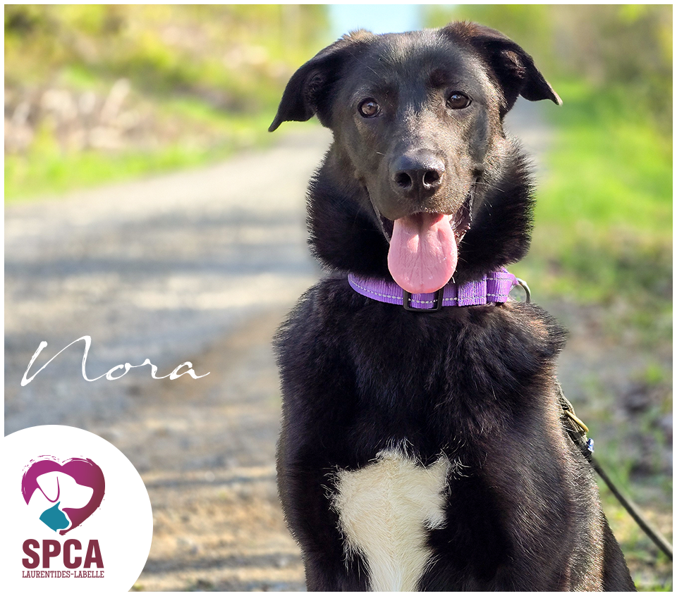 SPCA LaurentidesLabelle Chiens en adoption
