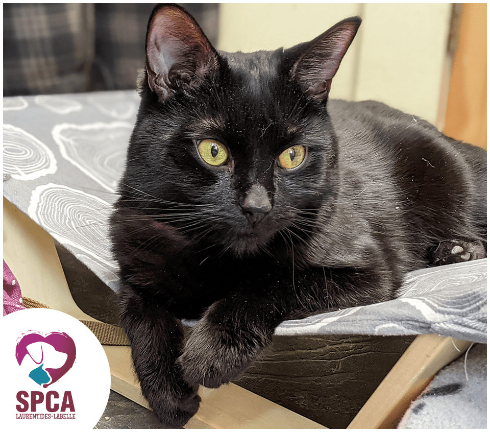 SPCA LaurentidesLabelle Chats en adoption