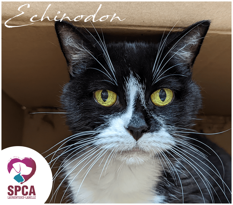 SPCA LaurentidesLabelle Chats en adoption