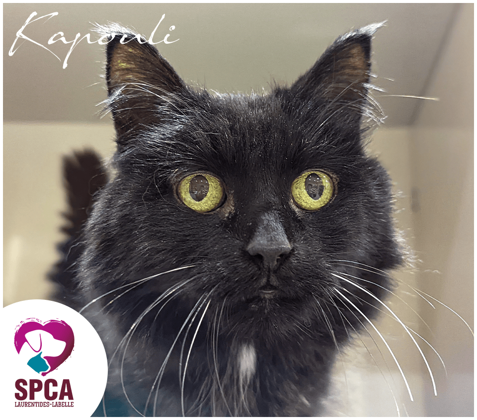 SPCA LaurentidesLabelle Accueil