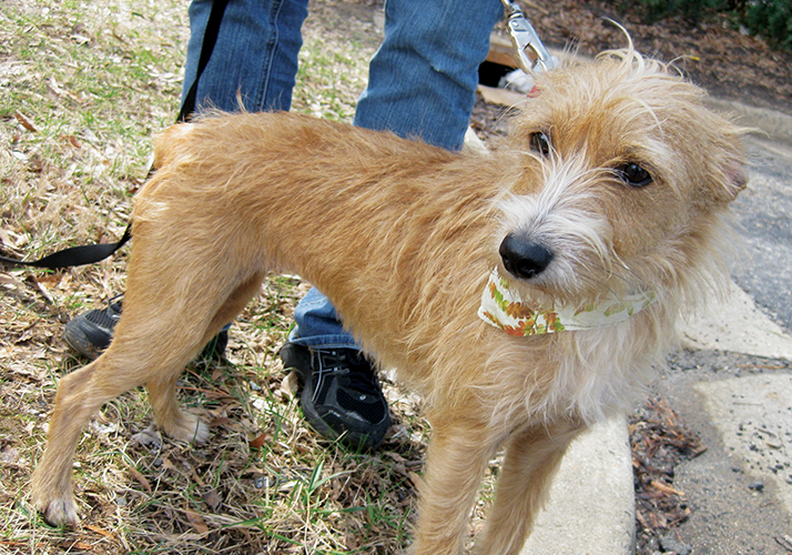 Dog Adoption Fair SPCA of Northern Virginia