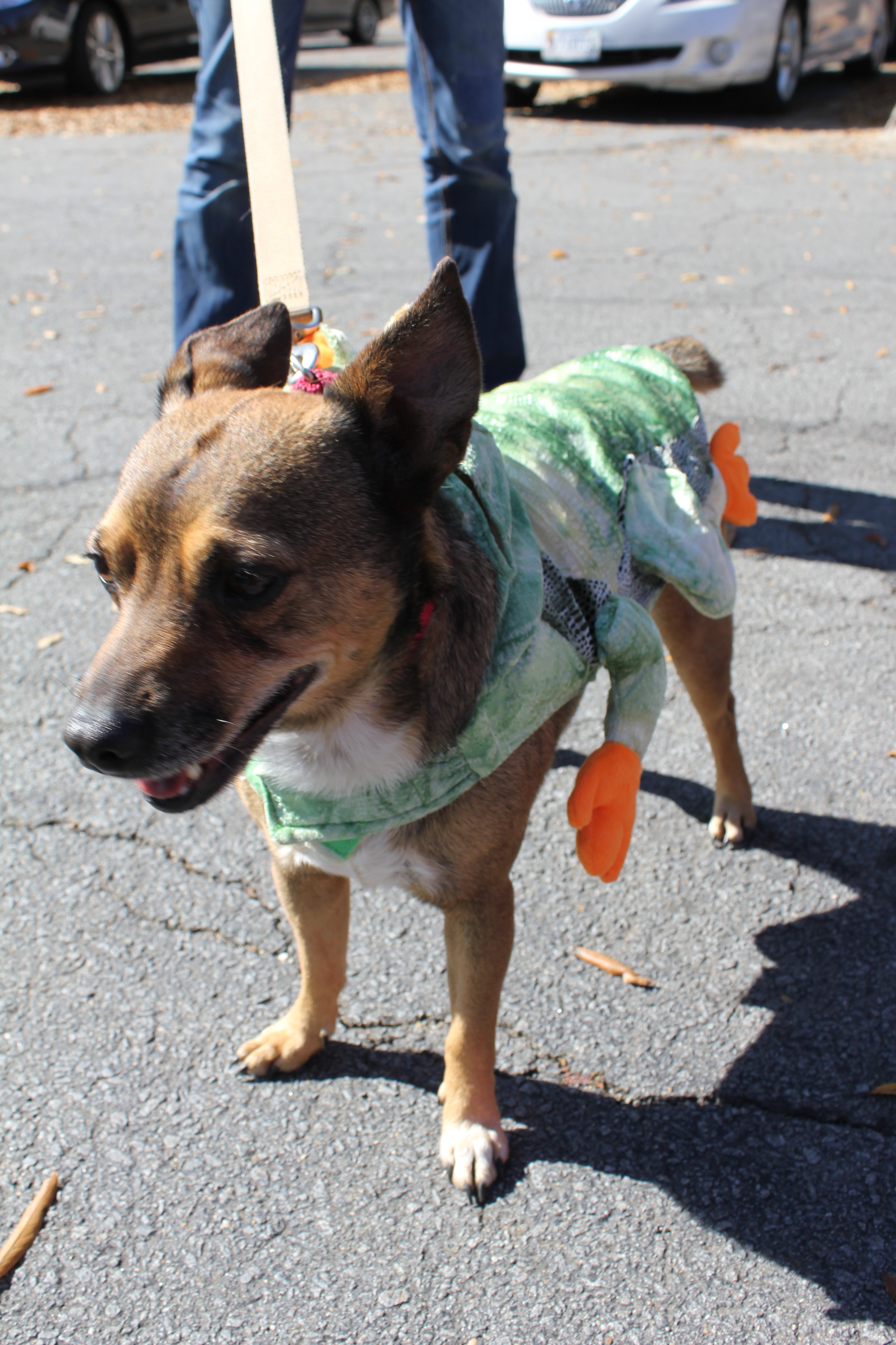 Halloween Dog Adoption October 25, 2014 SPCA of