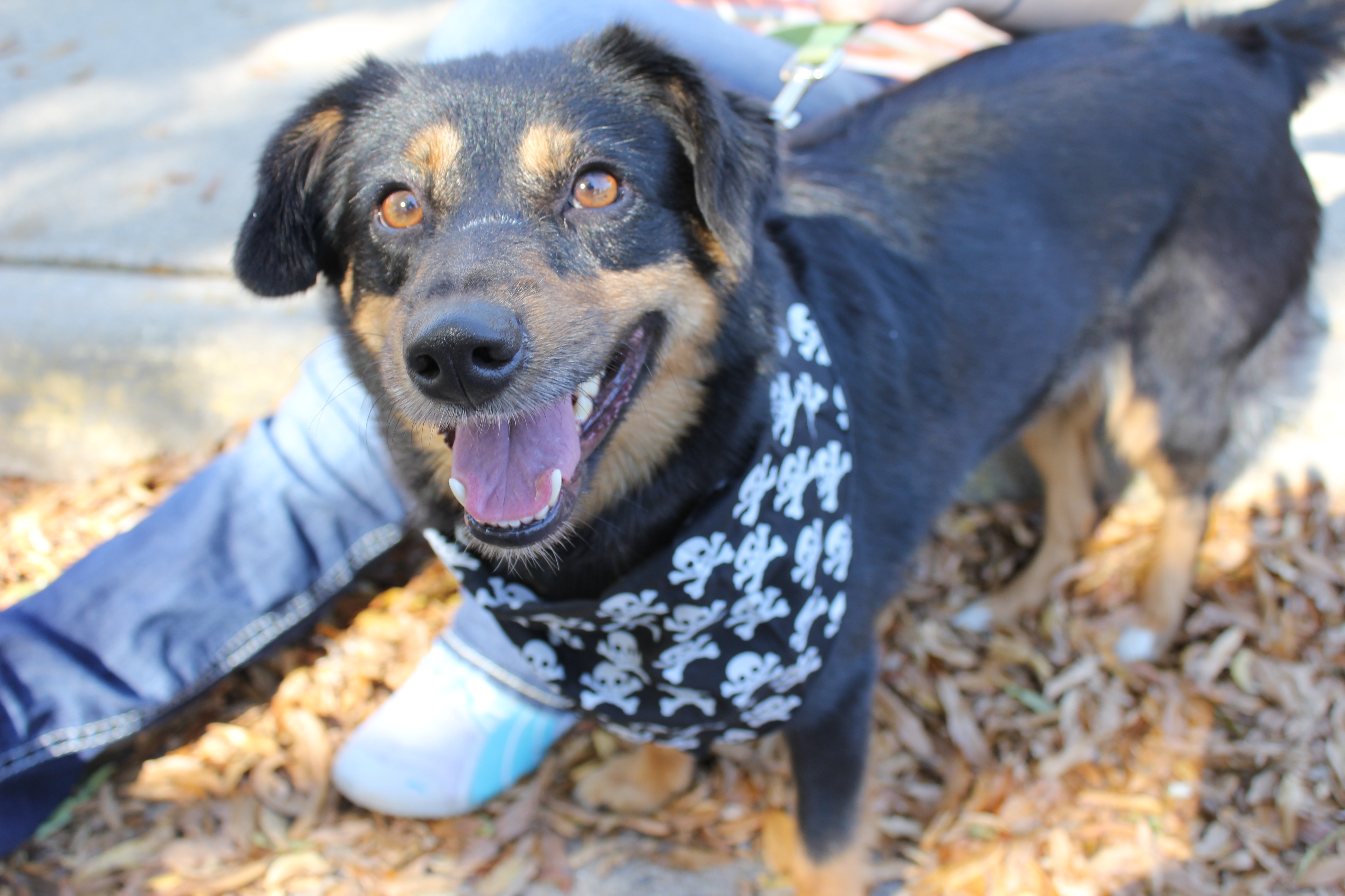 Halloween Dog Adoption October 25, 2014 SPCA of
