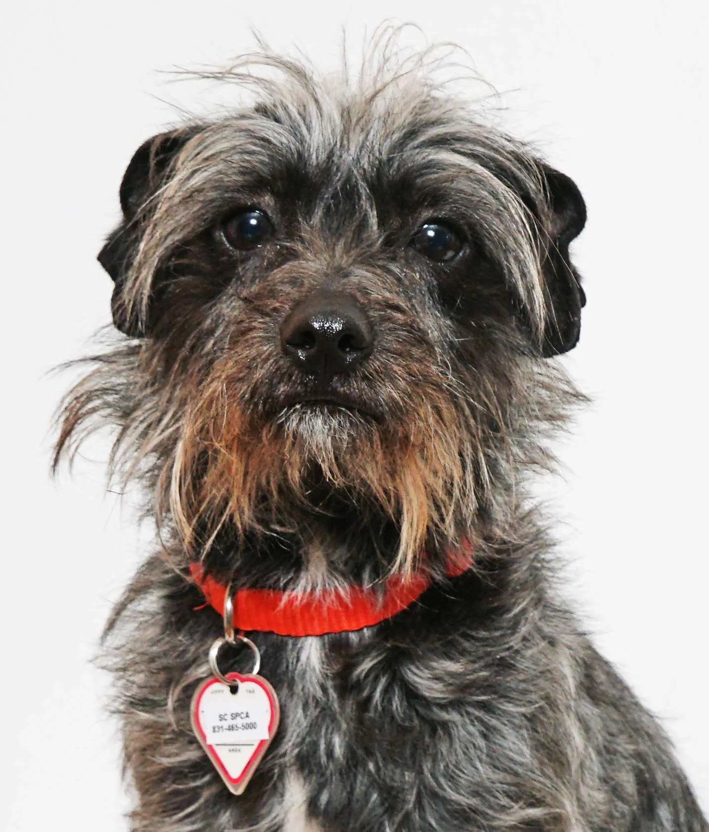 Legacy Giving Santa Cruz SPCA Changing Lives, One Paw at a Time