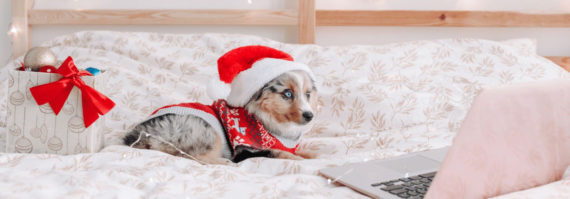 Adoptable Dogs and Puppies at our Animal Shelter in Largo