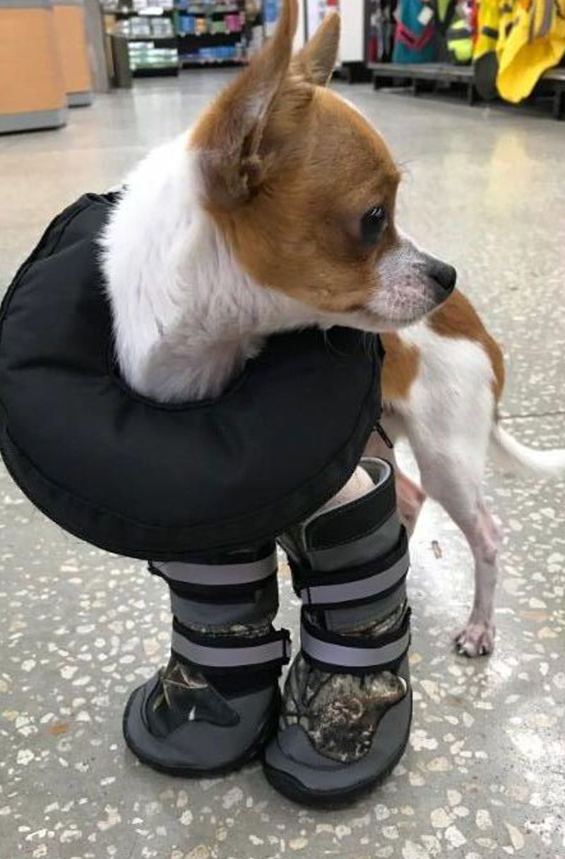 All About Pets Chico Home / puppy don't understand death,just want